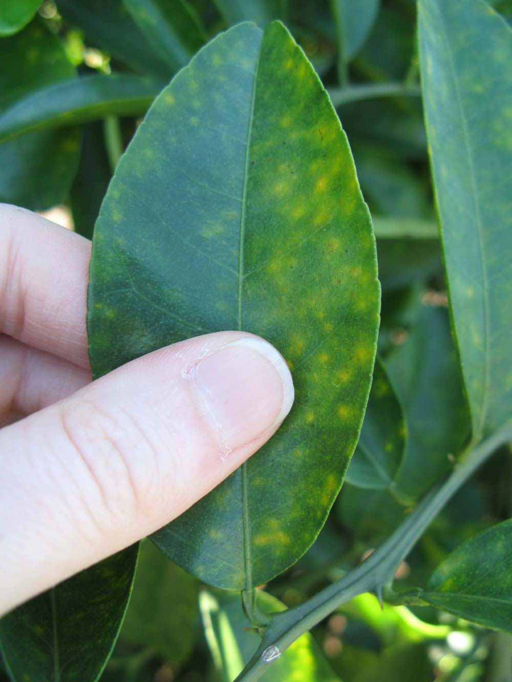            Unifoliolate leaf of  Citrus sulcata           (Sanbokan, Winter Haven, FL)   